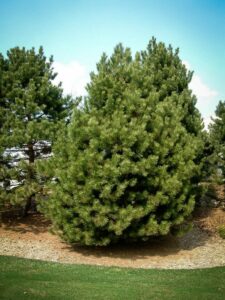 Сосна Чёрная (Pinus Nigra) купить по цене от 270.00р. в интернет-магазине «Посадика» с доставкой почтой в в Дорогобуже и по всей России – [изображение №1].