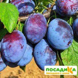 Слива Чачакская ранняя купить по цене от 229.00р. в интернет-магазине «Посадика» с доставкой почтой в в Дорогобуже и по всей России – [изображение №1].