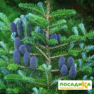 Пихта корейская (Abies koreana) купить по цене от 450.00р. в интернет-магазине «Посадика» с доставкой почтой в в Дорогобуже и по всей России – [изображение №1].