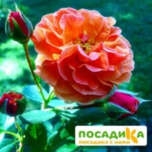 Роза Арабия купить по цене от 350.00р. в интернет-магазине «Посадика» с доставкой почтой в в Дорогобуже и по всей России – [изображение №1].