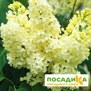 Сирень Примроуз (Primrose) купить по цене от 529.00р. в интернет-магазине «Посадика» с доставкой почтой в в Дорогобуже и по всей России – [изображение №1].