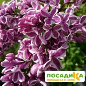 Сирень Сенсация купить по цене от 529.00р. в интернет-магазине «Посадика» с доставкой почтой в в Дорогобуже и по всей России – [изображение №1].