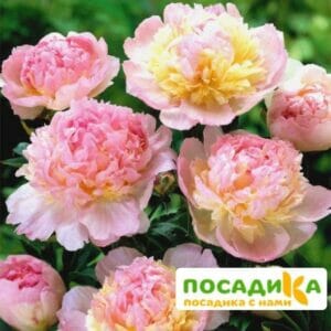 Пион Распберри Сандей (Paeonia Raspberry Sundae) купить по цене от 959р. в интернет-магазине «Посадика» с доставкой почтой в в Дорогобуже и по всей России – [изображение №1].