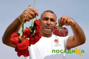 Клубника Гигант Джорнея купить по цене от 266р. в интернет-магазине «Посадика» с доставкой почтой в в Дорогобуже и по всей России – [изображение №1].