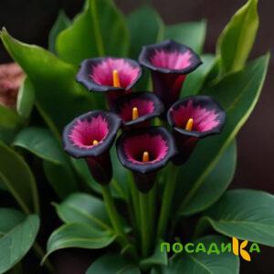 Калла Аура Лейс купить по цене от 400р. в интернет-магазине «Посадика» с доставкой почтой в в Дорогобуже и по всей России – [изображение №1].