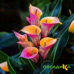 Калла Оникс купить по цене от 450р. в интернет-магазине «Посадика» с доставкой почтой в в Дорогобуже и по всей России – [изображение №1].