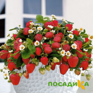 Клубника Рубиновый Шепот (горшечная) купить по цене от 240р. в интернет-магазине «Посадика» с доставкой почтой в в Дорогобуже и по всей России – [изображение №1].
