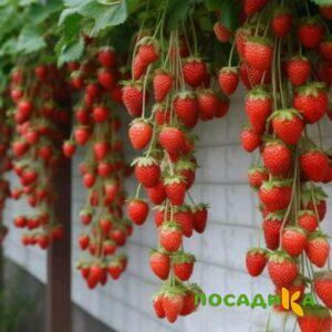 Клубника вьющаяся Комплимент купить по цене от 470р. в интернет-магазине «Посадика» с доставкой почтой в в Дорогобуже и по всей России – [изображение №1].