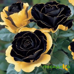 Роза Ханни Сикл купить по цене от 700р. в интернет-магазине «Посадика» с доставкой почтой в в Дорогобуже и по всей России – [изображение №1].