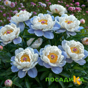 Пион акварельный Этюд купить по цене от 806р. в интернет-магазине «Посадика» с доставкой почтой в в Дорогобуже и по всей России – [изображение №1].