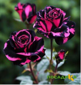 Роза Багровый Шепот купить по цене от 366р. в интернет-магазине «Посадика» с доставкой почтой в в Дорогобуже и по всей России – [изображение №1].
