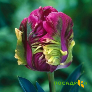 Тюльпан Экзотик Хэвен купить по цене от 186р. в интернет-магазине «Посадика» с доставкой почтой в в Дорогобуже и по всей России – [изображение №1].