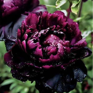 Пион Темный Сад купить по цене от 421р. в интернет-магазине «Посадика» с доставкой почтой в в Дорогобуже и по всей России – [изображение №1].