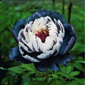 Пион Древовидный Инь-Янь купить по цене от 419р. в интернет-магазине «Посадика» с доставкой почтой в в Дорогобуже и по всей России – [изображение №1].