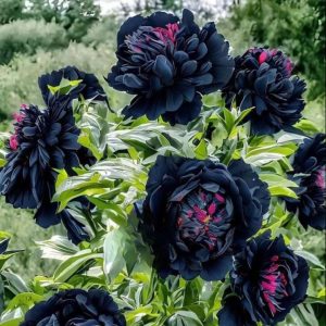 Пион древовидный Сердце Афродиты купить по цене от 600р. в интернет-магазине «Посадика» с доставкой почтой в в Дорогобуже и по всей России – [изображение №1].