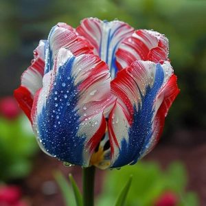 Тюльпан Ремс Сенсейшн купить по цене от 219р. в интернет-магазине «Посадика» с доставкой почтой в в Дорогобуже и по всей России – [изображение №1].