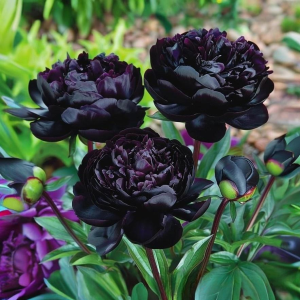 Пион Королевский Бархат купить по цене от 419р. в интернет-магазине «Посадика» с доставкой почтой в в Дорогобуже и по всей России – [изображение №1].