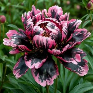 Пион Дроп Руби купить по цене от 469р. в интернет-магазине «Посадика» с доставкой почтой в в Дорогобуже и по всей России – [изображение №1].