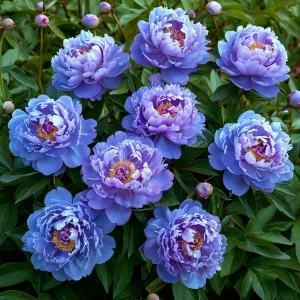 Пион Голубой лотос купить по цене от 590р. в интернет-магазине «Посадика» с доставкой почтой в в Дорогобуже и по всей России – [изображение №1].