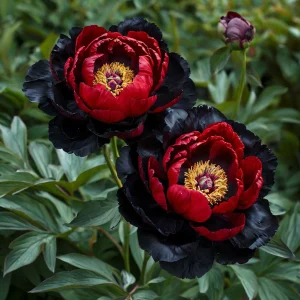 Пион Эбеновый Рубин купить по цене от 419р. в интернет-магазине «Посадика» с доставкой почтой в в Дорогобуже и по всей России – [изображение №1].