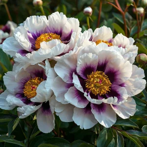 Пион Эко Саммер купить по цене от 548р. в интернет-магазине «Посадика» с доставкой почтой в в Дорогобуже и по всей России – [изображение №1].