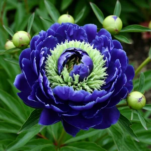 Пион Дримвивер купить по цене от 417р. в интернет-магазине «Посадика» с доставкой почтой в в Дорогобуже и по всей России – [изображение №1].