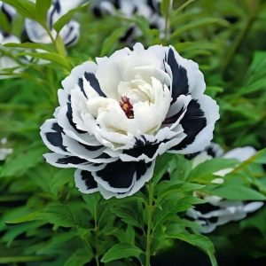 Пион Монохромный Шик купить по цене от 429р. в интернет-магазине «Посадика» с доставкой почтой в в Дорогобуже и по всей России – [изображение №1].