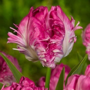 Тюльпан махровый Кул Кристал купить по цене от 400р. в интернет-магазине «Посадика» с доставкой почтой в в Дорогобуже и по всей России – [изображение №1].