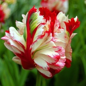 Тюльпан Эстелла Рижнвельд купить по цене от 500р. в интернет-магазине «Посадика» с доставкой почтой в в Дорогобуже и по всей России – [изображение №1].